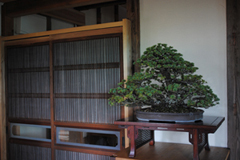 五葉松　Pinus parviflora ／Japanese White Pine　多幹