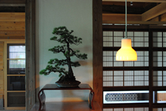 五葉松　Pinus parviflor／Japanese White Pine　三幹