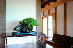 五葉松　Pinus parviflora／Japanese White Pine　石付き