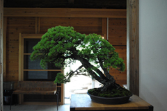 五葉松　Pinus parviflora／Japanese White Pine　三幹