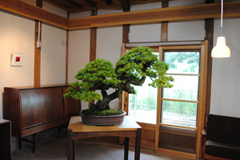 五葉松　Pinus parviflora／Japanese White Pine　双幹