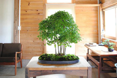 かえで Acer spp／Trident Maple 多幹