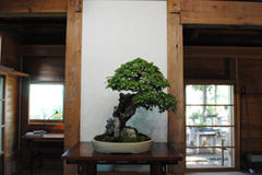 かえで　Acer spp／Trident Mapleかえで　Acer spp／Trident Maple